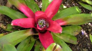 Bromeliad Impressions Planta Brutt Video 7 [upl. by Atiras]