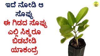 ಕಾಡು ಬಸಳೆ ಸೊಪ್ಪಿನ ಉಪಯೋಗಗಳು  Kadu Basale Soppu uses in Kannada [upl. by Hairam106]