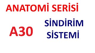 Sindirim Sistemi A30 l Anatomi Serisi [upl. by Caraviello]