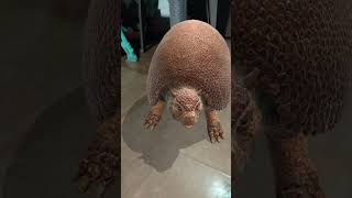 The glyptodon🦔 not my voice and not my name [upl. by Marilou762]