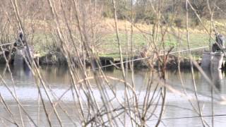 VINEYARDS FISHERY HALFPENNY GREEN NEAR WOMBOURNE STAFFORDSHIRE [upl. by Darnell999]