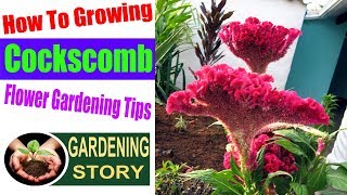 How To Growing Cockscomb Flower  Gardening Tips [upl. by Rauch]