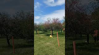 Cherry Picking Season Door County Wisconsin Part I [upl. by Eilyr]