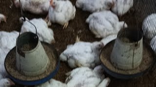 poultry farm day 31 routine work  broiler chicken feeding medication ventilation amp light schedule [upl. by Fadas]