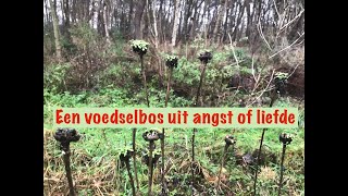 Voedselbos uit angst of liefde [upl. by Olette]