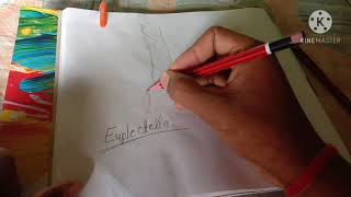 Euplectella How to draw Euplectella in Hindi bio trick class 10th and 12th यूप्लेक्टेला phylum pori [upl. by Thibaud]