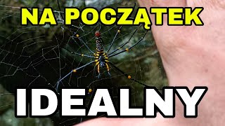 NAJLEPSZY PAJĄK NA PIERWSZE ZDJĘCIE Nephila sp PRZĄDKA olbrzymia w Wietnamie [upl. by Nerret]