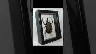 Жук мегасома актеон Megasoma actaeon в рамке butterfly книги spider [upl. by Platus]