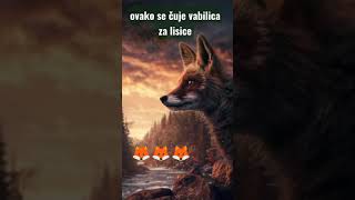 OVAKO SE ČUJE VABILICA ZA LISICE 🦊 [upl. by Midis]