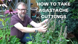 How to take Agastache Cuttings  Easy Agastache Hyssop Propagation  New Plants for Free [upl. by Aretse]