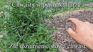 Chwasty w permakulturze Nie ma ich Są pożyteczne Co to jest chwast Ogrodowe pierdamony 146 [upl. by Dong]