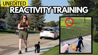 Real UNEDITED Leash Reactivity Training Session [upl. by Field]