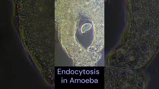 Endocytosis in Amoeba  Food Intake  Holozoic Nutrition [upl. by Saref]