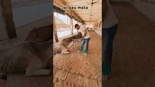 fatehabad gaushala animalfarming funny gaushalla cattlefarming goushala livestockfarming [upl. by Rory336]