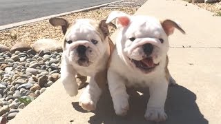 English Bulldog Puppies Running in Slow Motion [upl. by Lennox]