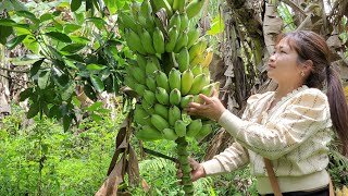 Harvesting ripe bananas in the garden  making a trellis for long beans  Trieu Thi Lai [upl. by Ulric]