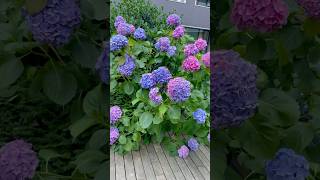 hydrangeamacrophyllaгортензияgardenгортензіяflowers parkjardinshortsアジサイсадnaturesummer [upl. by Amersham717]