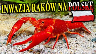 Inwazja Obcych i Zmutowanych RAKÓW Na Polskę [upl. by Attem]