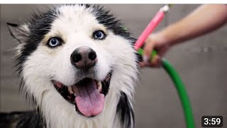 Siberian Husky dog meeting  female and male husky dog meeting [upl. by Zehcnas]