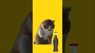 🥤🐈How to dumb cat drink coke [upl. by Lainahtan]