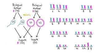 Chromosomal Abnormalities Explained [upl. by Ardnaet]