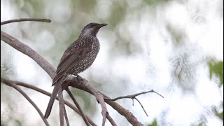 Little Wattlebird at Inskip Point Jul 2024 [upl. by Tegdig634]