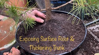 Repotting Big Spruce amp Pine Pre Bonsai  Exposing Surface Roots [upl. by Maggie]