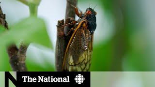 Billions of cicadas reemerge in the US after 17 years [upl. by Conner]