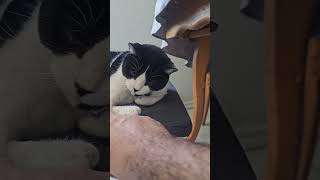 orelie orelielachatte cat chat minou 20240915 stevegaara troisrivieres flyp root LOL rob [upl. by Ulysses]