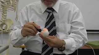 Practical osteology upper limb 5  Humerus  by Dr Wahdan [upl. by Alledi]