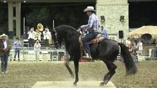 FERIA DEL CABALLO ESPAÑOL  SERGIO MEDINA  CABALLO quotEL CATRINquot  VIDEO quotTARASCOquot [upl. by Nicoline716]