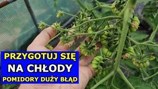 Chłody Mogą Paść Pomidory Ogórki Arbuzy Duży Błąd Choroby Pomidorów Tunel Przygotuj się na Chłody [upl. by Wayne]