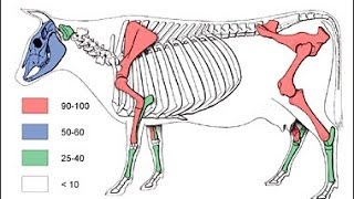 الولادة العسرة  التعريف بالمفاصل و حوض الأم 311  Dystoica  Plevis and Joints [upl. by Gent]