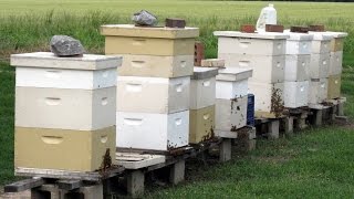 Beekeeping for Beginners  Really [upl. by Cooperstein]