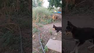 my dog best dog biutiful dog nice dog sortsvideo [upl. by Etiuqal]