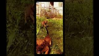 Rhodesian ridgeback puppies available for sale in india Please call 9910504304 [upl. by Kamal]