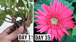 Simplest Way to GrowPropagate Gerbera from Cuttings [upl. by Jestude]