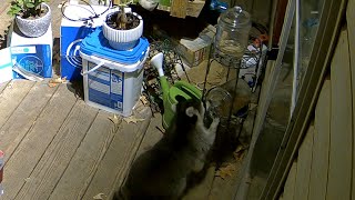 Reolink Captures Raccoon Steals Cat Food [upl. by Aniraad]