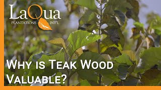 Why is Teak Wood Valuable  LaQua Plantations [upl. by Aenel]