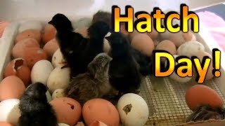 How to Hatch Chicken Eggs Part 6 Chicks are Hatching and going into the Brooder [upl. by Henderson]