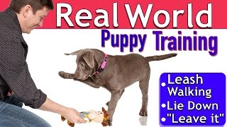 Easy Puppy Training 3 Things 1 Session Leash walking Leave it Lie down [upl. by Notsuh305]