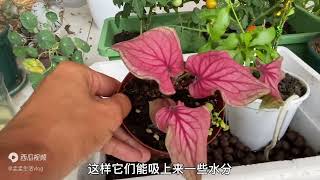 夏季出门一周，50多盆植物30多度天气，回家后居然比我在家还好 [upl. by Hillari]