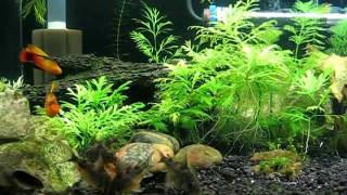 Feeding fish  Peppered Corydoras catfish Platy Dwarf Gourami [upl. by Lati]