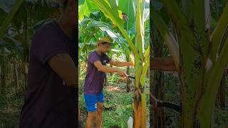 Amazing banana lakatan farmer [upl. by Kila]