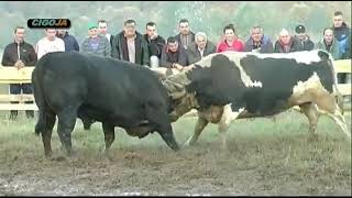 Borba bikova  DINGO VS GERZONJA SANSKI MOST  bh koride  cigoja  bikovi 2021  korida bih 5 [upl. by Anits414]