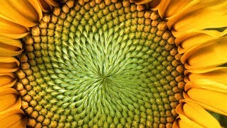 The MindBlowing Mathematics of Sunflowers  Instant Egghead 59 [upl. by Oriana]