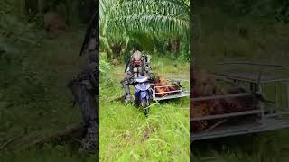 Back to forest predatorthailand automobile biker robot [upl. by Adnauqahs]