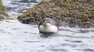 Young Dipper Trough of Bowland 4622 [upl. by Aleksandr]