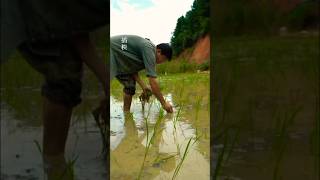 Thats how we grow rice in our Chinese village rice ricefarming chineserice ytshorts [upl. by Annoj470]