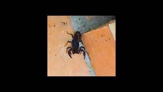 SCORPION 3AM Nayarit Mexico 2024 Insectos bugs [upl. by Onyx]